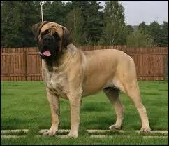 Ce beau et gros chien est un :