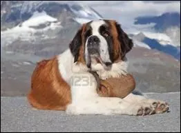 Ce gros et magnifique chien est un :