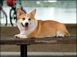 La reine d'Angleterre en a deux mais quelle est la race ?