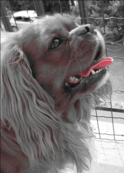 Et pour finir ce magnifique chien ! Quelle est sa race ?