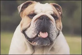 Et celui-ci, quelle est sa race ?