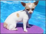 Celui-ci est trop mignon, mais c'est quoi ?