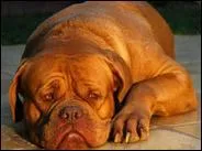 Quelle est la race de ce gros chien ?