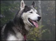 Ce magnifique chien est un :