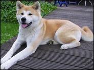 Quiz Races de chiens