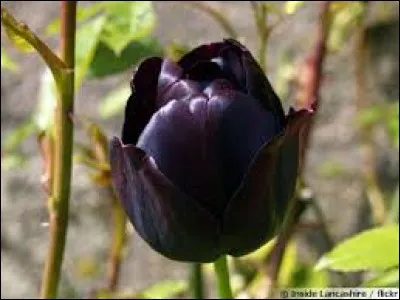 "Quand on fait l'andouille, on finit toujours par être mangé". D'où est extraite cette vérité !?