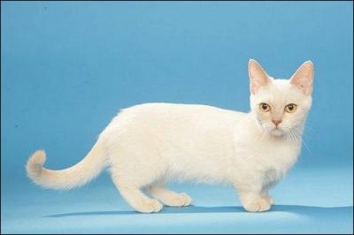 Ce chat est originaire des Etats-Unis, il est caractris par des pattes trs courtes un peu comme les teckels; comment se nomme-t-il ?