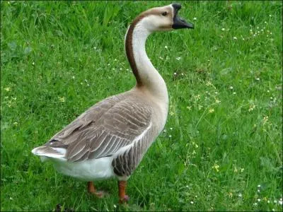 Comment appelait-on le chef d'un clan Viking ?