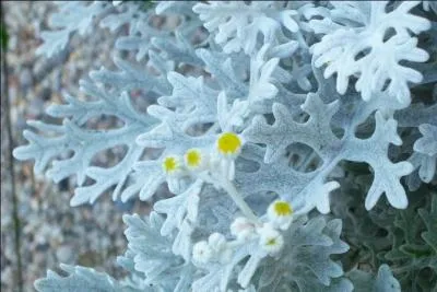 Montrez votre connaissance en Horticulture en trouvant aisment la rponse  cette question, quelle est la plante reprsente sur la photo ?