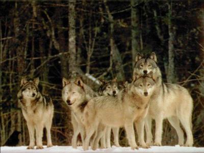 Comment s'appelle la famille d'un loup ?