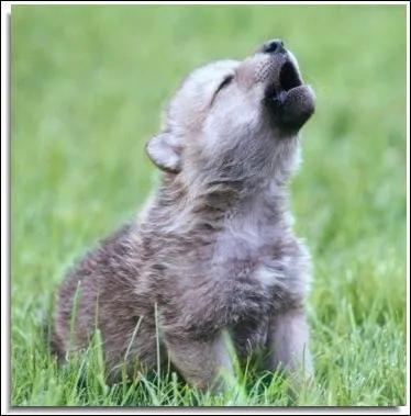 Comment appelle-t-on cette jolie petite boule de poil ?