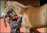 Quel est l'ordre de pansage ? 1 : brosse dure, 2 : brosse douce, 3 : trille, 4 : ponge, 5 : poussette, 6 : peigne, 7 : cure-pied.