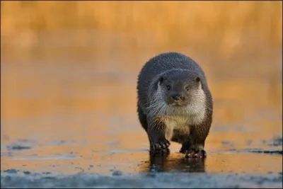 De quoi peut bien se nourrir majoritairement cet animal ?