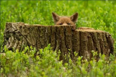 Quel est cet animal ?