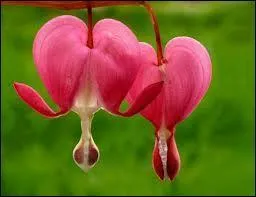 Cette fleur s'appelle :