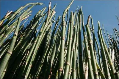 Que signifie l'expression suivante :  recevoir une vole de bois vert  ?