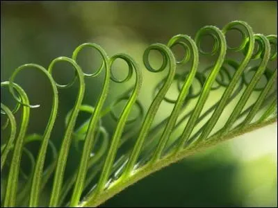  Vert-vert  est un pome de Jean-Baptiste Gresset (1734) qu'aimait lire Napolon lorsqu'il tait  Sainte-Hlne. Mais que reprsente  vert-vert  ?