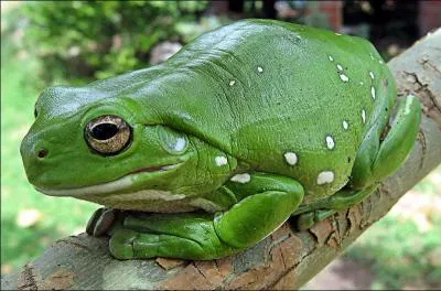 La  rainette de White  est une grenouille arboricole. Quelle est l'origine de son nom ?