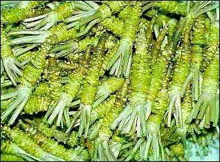 Le  wasabi  est une plante asiatique. Que signifie ce terme ?