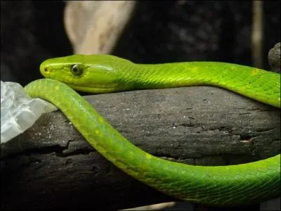 Ce serpent vert est arboricole et sa morsure est fatale pour l'homme. Comment se nomme-t-il ?