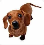 (Chienne de vie) : ''Vous me demandez si j'ai fait jouer l'assurance scolaire quand Pupuce a renversé la voisine, mais je vous rappelle que Pupuce n'est pas mon fils mais mon teckel.''