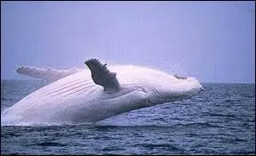 Passionn de marche et de voyages, il publie   La Baleine Blanche   en 1982.