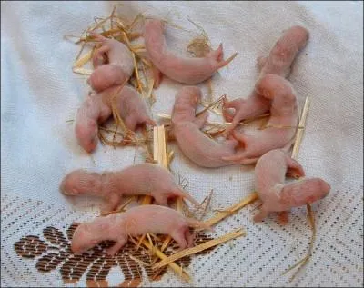 Plus tard ils seront capables de pntrer dans des terriers de lapins, ils font dsormais partie des animaux de compagnie !