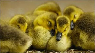 A la naissance, il est recommand de nourrir les canetons avec la mme nourriture que celle rserve aux poussins !