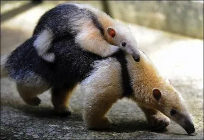 Il vit en Amrique du Sud, vous le connaissez certainement, c'est ...