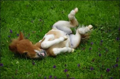 Quel bb reconnaissez-vous ?