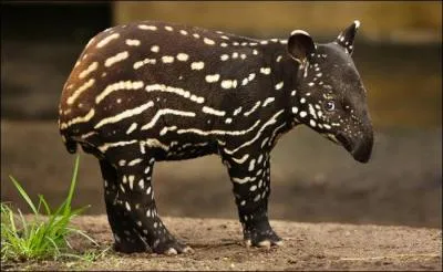 Mignon n'est-ce pas ? Seulement voil, qui est-il ?