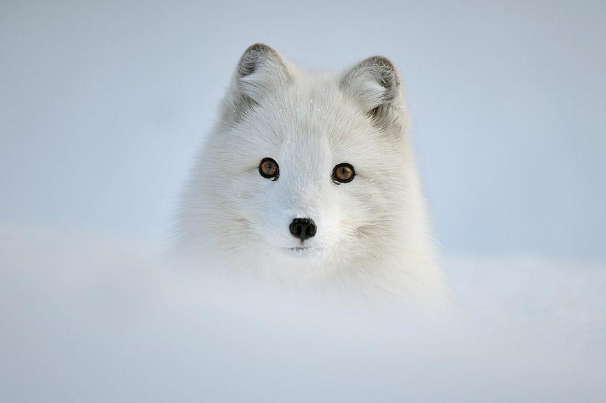 Connaissez-vous bien les bébés animaux ? Quiz Qui dit vrai ?