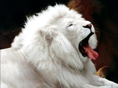 Ce lion est un lion albinos.