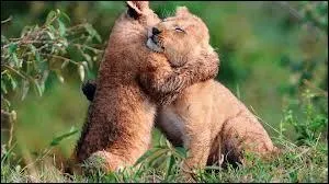 Ce sont deux lionceaux en train de jouer.