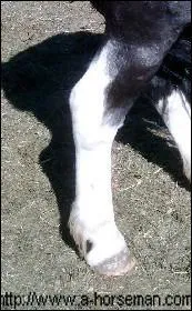 Quelle est cette balzane ?