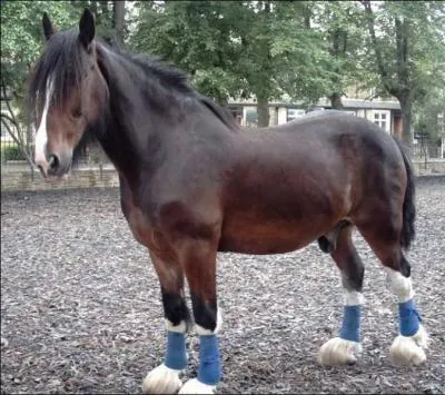 Quelle est cette race ?