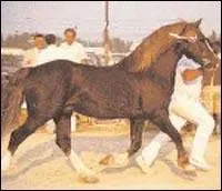 Quelle est cette race ?