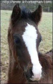 Quelle est cette marque ?