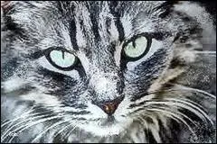 Etoile Bleue demande au personnage principal de retrouver :