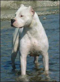 Quel est la race de ce chien?