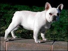 Quel est la race de ce chien?