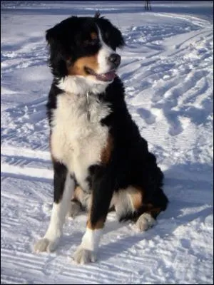 Quel est la race de ce chien?