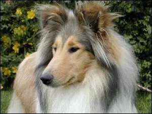 Quel est la race de ce chien?