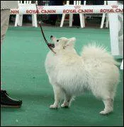 Quel est la race de ce chien?