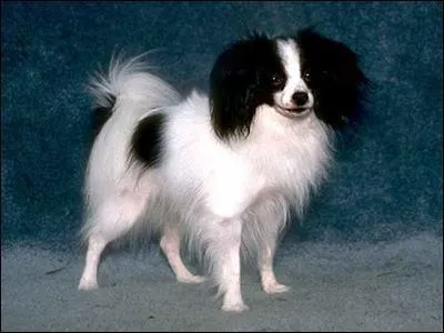 Quel est la race de ce chien?