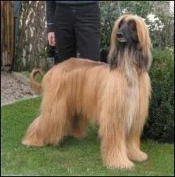 Quel est la race de ce chien?