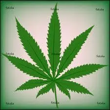 La marijuana, drive du chanvre, est l'autre nom du haschich :