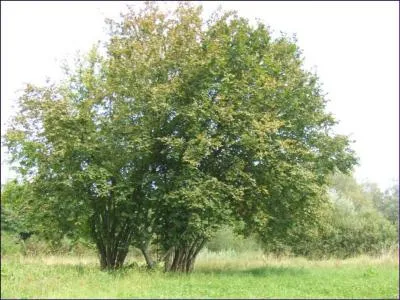 Quel est l'arbre appel  coudrier  ?