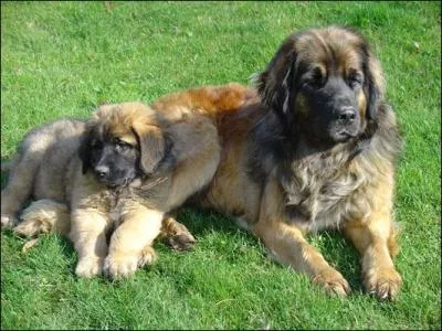 Quelle est la race de ces grands chiens de montagne et d'eau ?