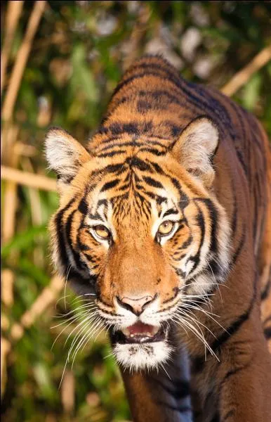 Il en faut peu, pour tre heureux, vraiment trs peu pour tre heureux ...